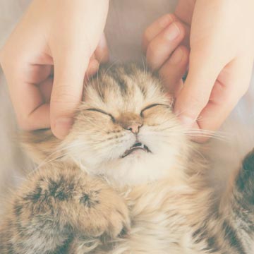 shiatsu-canin-felin